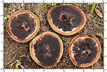 Elaphomyces asperulus